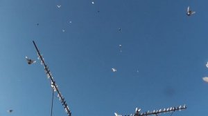 Бакинские голуби Геннадия Михайловича, ст. Егорлыкская