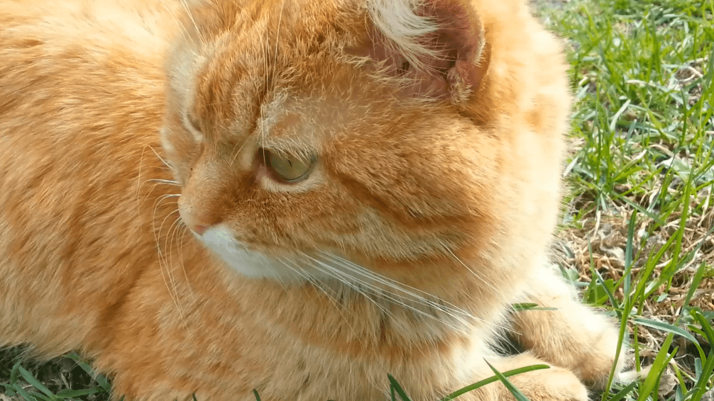 Кот и жажда смотреть онлайн