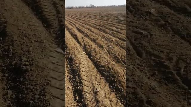 Люцерна джея посев смотреть онлайн