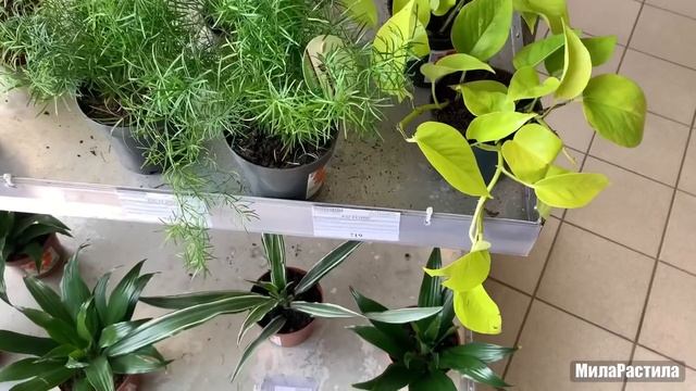 Садовый Максидом на Ленинском пр., СПб. 19.05.22. ОРХИДЕИ есть. #релакс почти #асмр смотреть онлайн