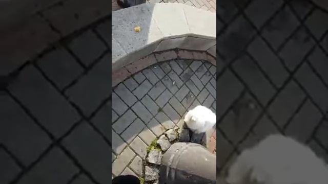 2019 год 6 января. Севастополь. Набережная. смотреть онлайн