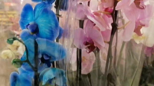 Different colors of Orchid || Decorative Phalaenopsis Orchid смотреть онлайн