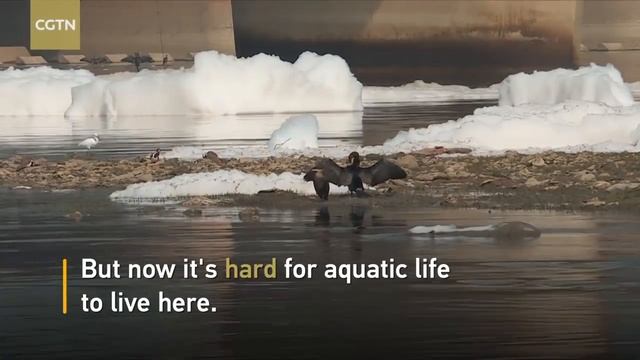 Ямуна   самая загрязненная река Индии