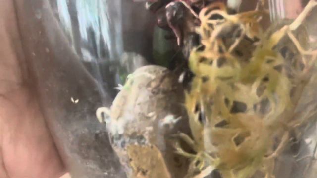 Pretty Romance радует корнями💃💃💃Pretty Romance makes me so happy 🙌🏻 смотреть онлайн