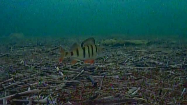 Окунёк... Камера FocusFish