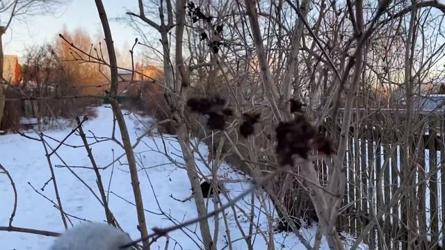 Экомаркет - магазин экологических товаров / Зима в СНТ / Кошкин дом ?? 5 декабря 2020 г. смотреть онлайн