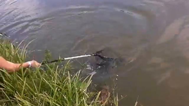 карп 5кг Москва. Тимерязевские пруды.... смотреть онлайн