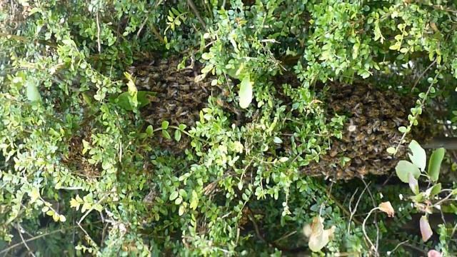 HONEY BEE Swarm in Garden Hedge-2 смотреть онлайн