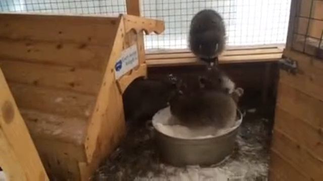 Еноты и снег смотреть онлайн