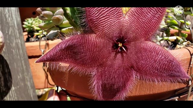 STAPELIA HIRSUTA || CACTO ESTRELA смотреть онлайн