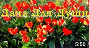 7 «Почему»  не цветут тюльпаны и как это исправить.mp4