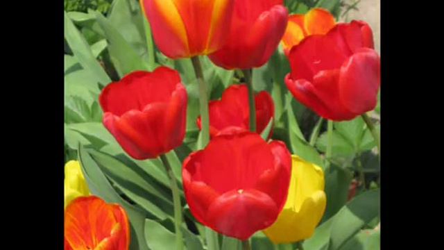 Поздравление с 8 марта смотреть онлайн