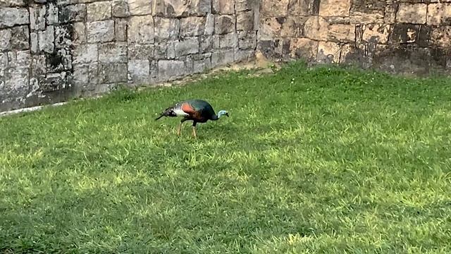 Tikal Guatemala ULTIMATE Travel Guide ??