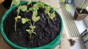 ВЫРАЩИВАНИЕ ДЫНИ В СИБИРИ!!!