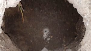 66. Монтаж септика из бетонных колец c двумя колодцами и переливом. Стоимость в 2021 году