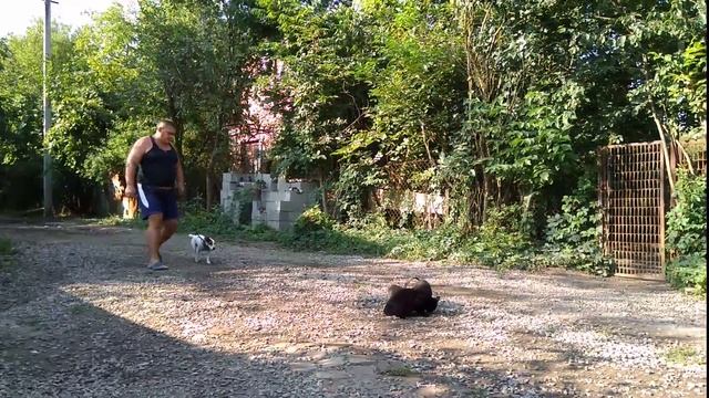 Джек-Рассел-Терьер Юна 2,5года дрессировка с котами!!! смотреть онлайн