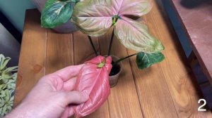 SUNGONIUM RED STRAWBERRY