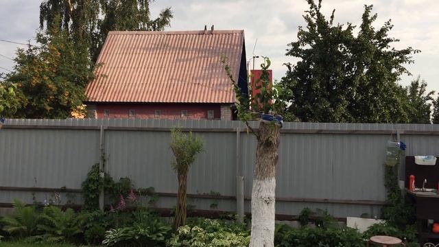 Победил муравьев и тлю за 17 рублей смотреть онлайн