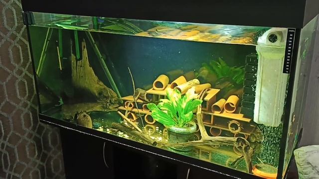 Продолжаем снижать Ph в аквариуме с номерными сомами смотреть онлайн