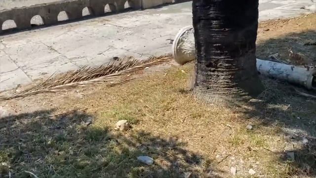 Абхазия 2020.Обзор пляжа в Старых Гаграх. Парк принца Ольденбургского. смотреть онлайн