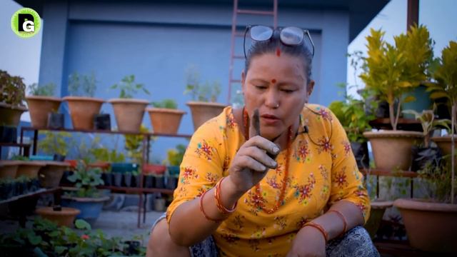 Geranium Flower Plant Potting Mix For Winter I Plant Care In नेपाली I Nepali Garden Tips