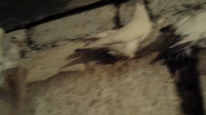 2 часть. Голуби Азиатской Породы - Агараны, Касаны, Гульбадамы, Седые, Наводы, Гуры, Черноносые, Уд