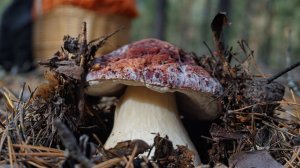 Бугровые (БОРОВЫЕ) белые по 400 грамм каждый! ТАКОГО ВЫ ЕЩЕ НЕ ВИДЕЛИ! Грибы 2021! Боровики гиганты!