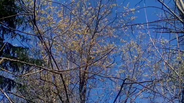 Появился один из первых медоносов! Верба !!! смотреть онлайн