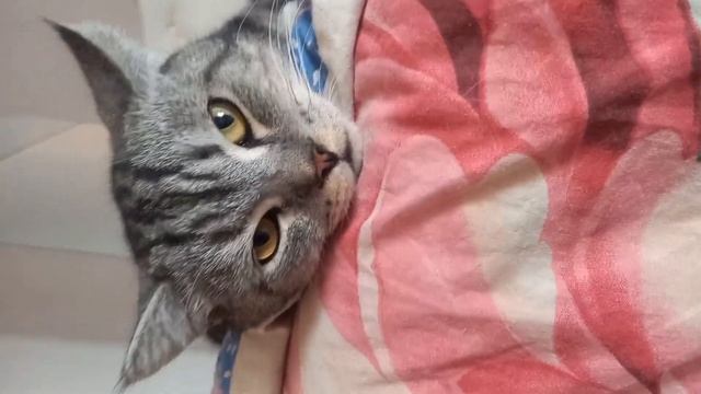 13, 19, 20 августа 2023 покупки с рынка. Завтрак у котов смотреть онлайн