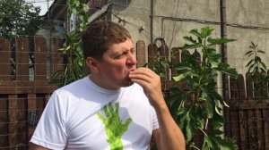 Сорт зизифуса советский. Пробуем плоды.