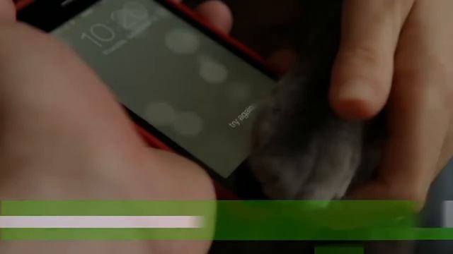 New iPhone 5s Cat s Scanner Test. смотреть онлайн