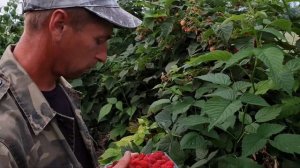 Очень вкусная малина. Лучший сорт малины для варенья. Сорт малины не хуже чем Энросадира или Квелли