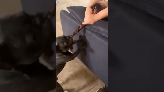 Перетягивание косички
#shorts