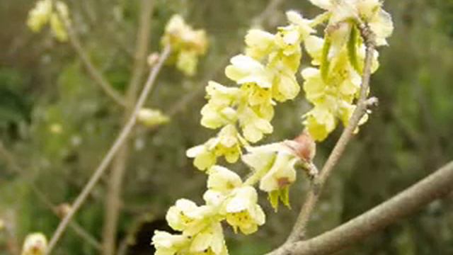 Meditation By Clematis, Clerodendrum, Cordyline, Cornus, Cotinus,Cratageus  Nadide Yiğitbaş