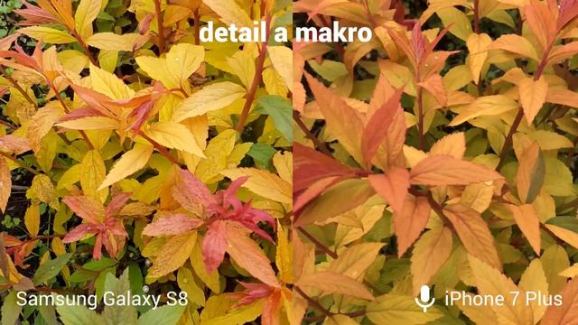 Foto test Apple iPhone 7 Plus vs. Samsung Galaxy S8 смотреть онлайн