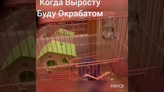 Хомяк -физкультурник