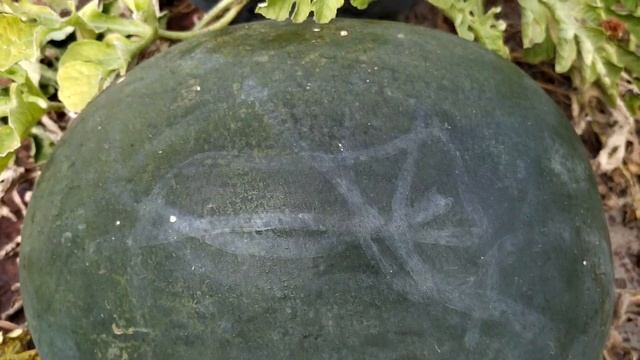 Такого большого АРБУЗА ? у меня еще не было. БАРОНЕССА F1. смотреть онлайн