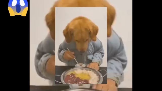 funny cat videos #youtube #viral#world 2023#cute #malayalam #world2023 смотреть онлайн