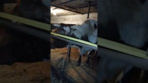 Размеры стойла для коров.