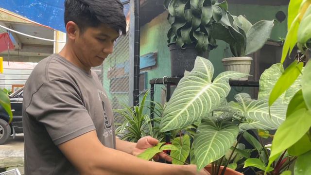 PLANT HAUL: DADDY’s FINALLY BACK!! 6 MONTHS NAWALA, HAPPY KAYA SIYA SA PROGRESS NG PLANTS NAMIN??? смотреть онлайн