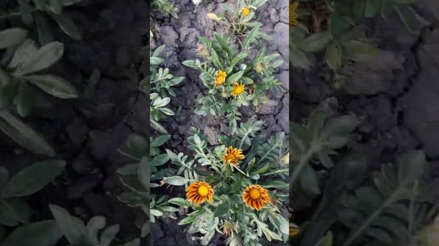 Как цветёт Агератум смотреть онлайн