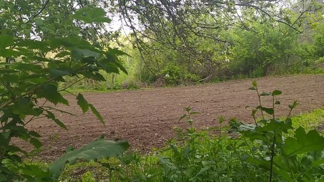 Незабываемое Пение соловья / Chill out Nightingale Singing / Булбул уну / Булбул овози / 2020 смотреть онлайн