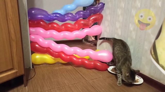 Пранк-челлендж с Котиками и Шариками для Муси и Арчи смотреть онлайн