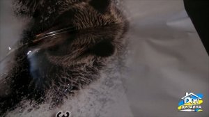 МОНТАЖ НАКЛЕЙКИ НА КАПОТ автомобиля