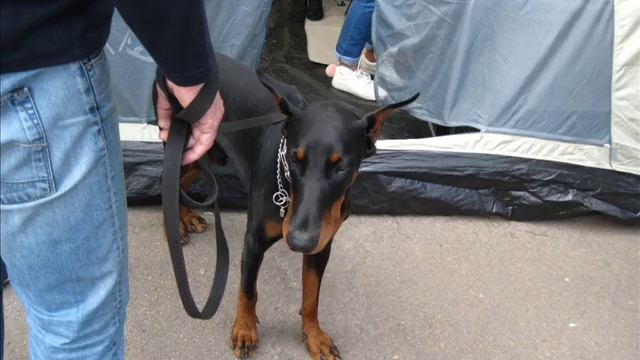 Выставка собак Чернигов 2017 смотреть онлайн