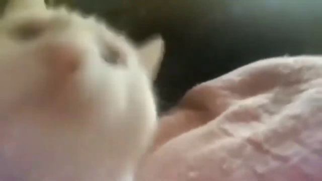 Еллоу фаер танцует под музыку ТОТЕМ БЕССМЕРТИЯ смотреть онлайн