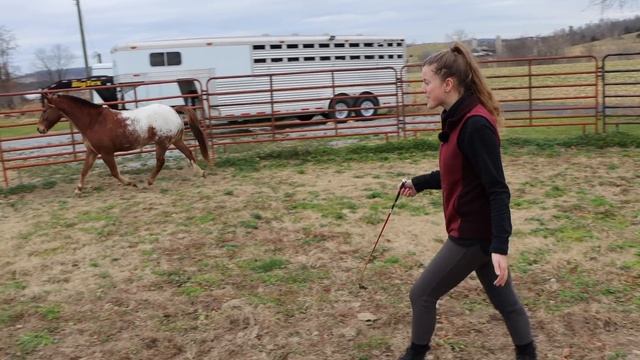 How To Build A Relationship With A Horse смотреть онлайн