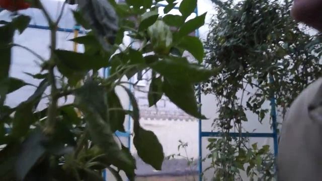 Привезли шайтан машины, что в тепличке созрело, нарезка боковины регрувером смотреть онлайн
