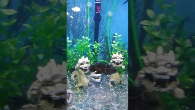 Oscar Under The Sea #fish #oscar