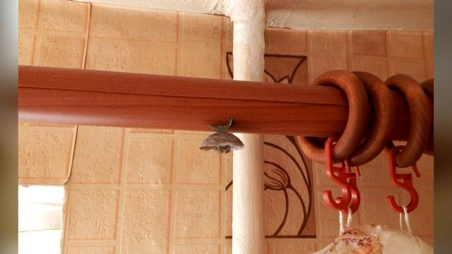 КАК ОСА СТРОИТ ДОМ смотреть онлайн